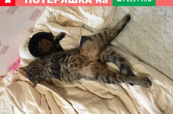 Найдена кошка на ул. Шишкова, Воронеж