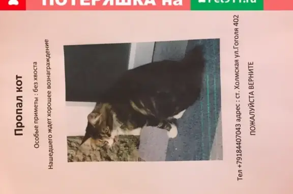 Пропала кошка без хвоста в Краснодарском крае