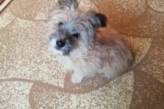 Собака Щенок найдена в Чите на Смоленской улице