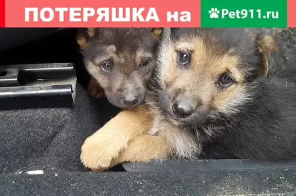 Найдены два щенка в Иркутске