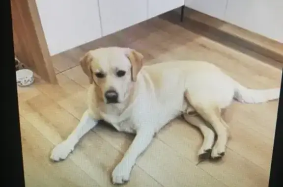 Собаки потеряшки, Москва, фото: Потеряшка лабрадор с клеймом в Московской обл. Красногорск