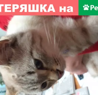 Найдена ласковая кошка в Муроме, ул. Куйбышева, 3