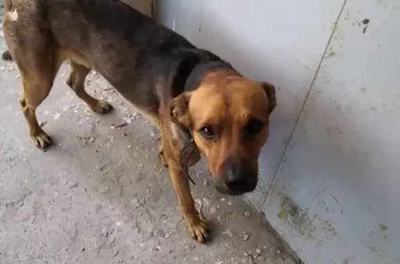 Найдена собака на переулке Островского, 44А