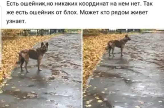 Найдена собака Собакин в Москве