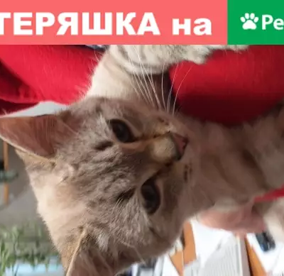 Найдена ласковая кошка в Муроме, Владимирская обл.