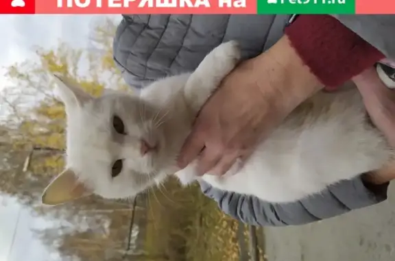 Найдена кошка на ул. Гашева, Среднеуральск, тел. 9089148841