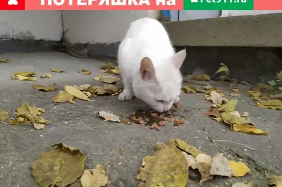 Найдена белая кошка в Среднеуральске, ул. Гашева