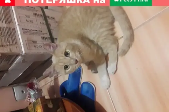 Найдена кошка на улице Маршала Василевского, 2