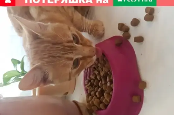 Найден рыжий кот в Твери