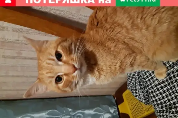 Найден рыжий кот на улице Первомайской, Сыктывкар, возраст до года.