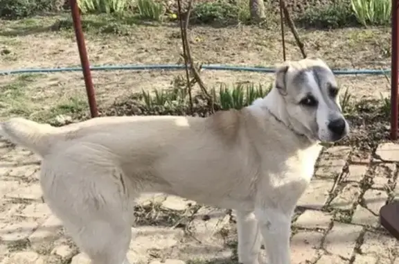 Пропала собака в Краснодарском крае, Хуторок: Среднеазиатская овчарка, 1 год, молочный окрас.