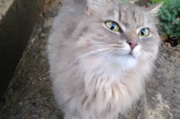Голодная кошка найдена в садоводстве Лазурное-2