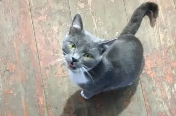Найдена кошка в Льгове