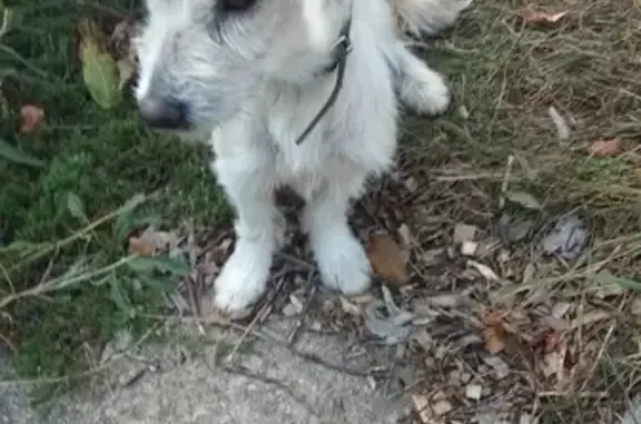 Собака найдена в Маленьком (Симферопольский р-н) с ошейником