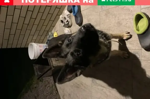 Найдена немецкая овчарка на Отраднинской улице