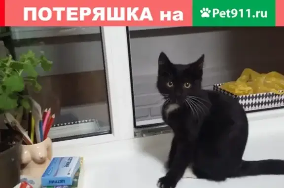Пропала кошка: черная с белыми сапожками, Наличная улица, СПб