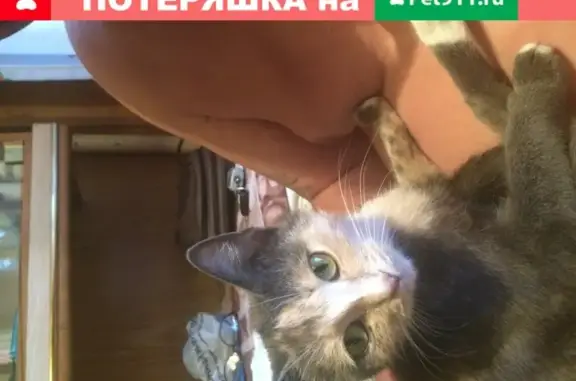 Пропала кошка на ул. Киевская, г. Иваново