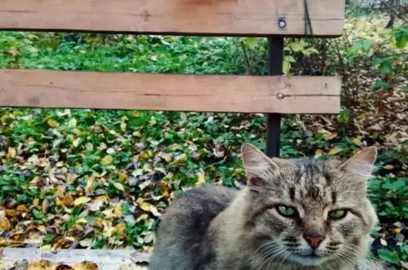 Пропал кот на улице Гражданской, Балашиха, возможно живет на два дома и ел у кого-то еще.