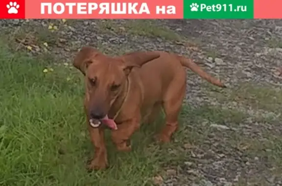 Пропала собака Юми на Октябрьской улице, Верхняя Пышма