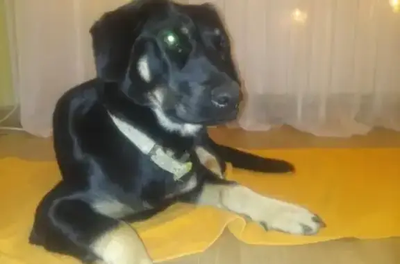 Найдена собака на Тулака в Волгограде