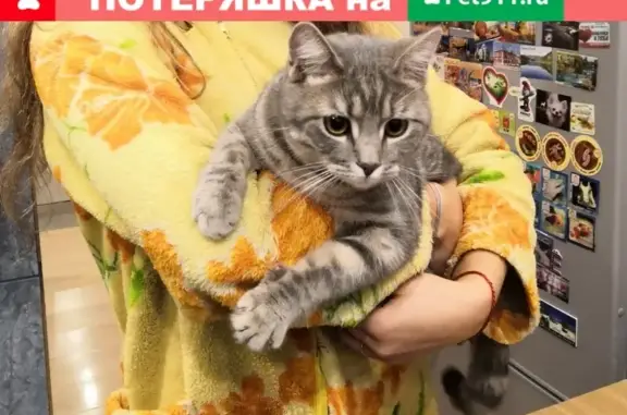 Объявления о пропавших и найденных животных, Мурманск, фото: Найдена ласковая кошка в Мурманске