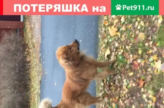 Найдена собака в Ушково на Рифеевской улице