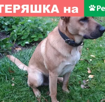 Найден рыжий пёс с адресом в Кокошкино