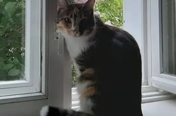 Потерянные животные Ханты-Мансийск, фото: Пропала трехцветная кошка в Ханты-Мансийске.