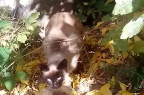 Найдена кошка в центральном районе Новосибирска