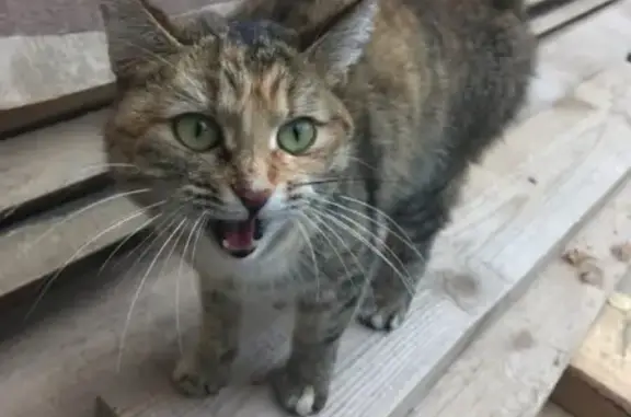 Найдена домашняя кошка в Екатеринбурге