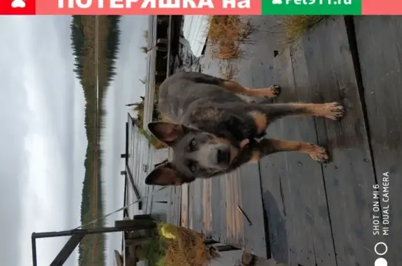 Найдена собака Метис в Ленобласти, чипирована