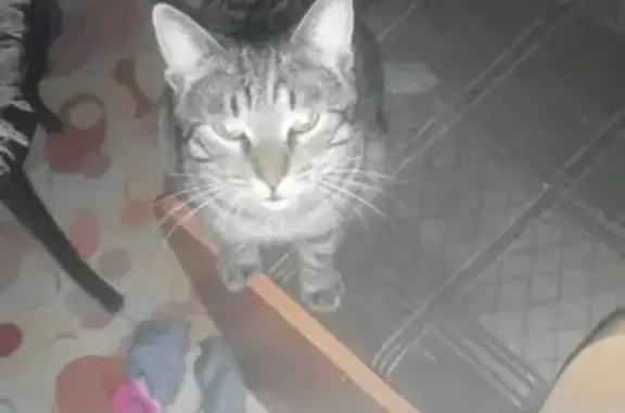 Кошки потеряшки, Санкт-Петербург, фото: Потеряшка кошка Барсик в Санкт-Петербурге