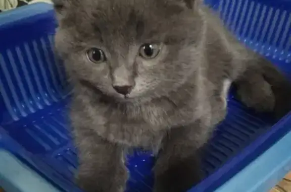 Найдена серебристо-серая кошка на ул. Семафорная, Красноярск