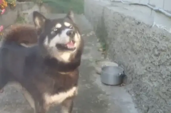 Собака хаска найдена в Заводском районе, Саратов.