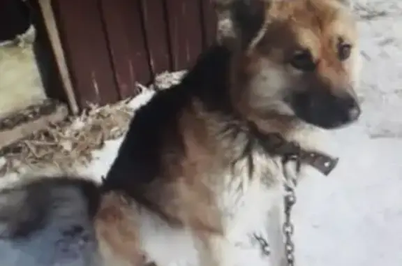 Пропала собака в селе Сокуры, Республика Татарстан