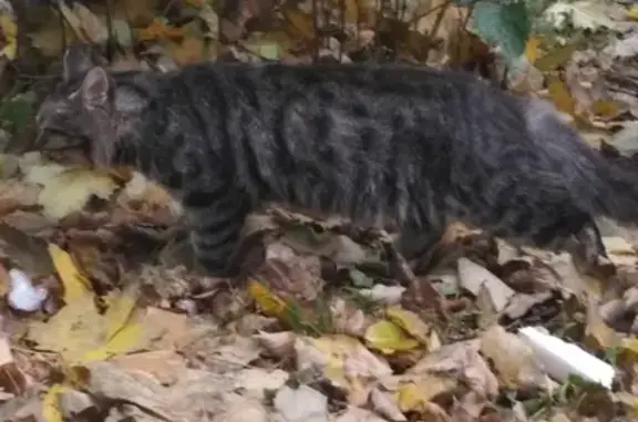 Найдена кошка на Тучковской, 4