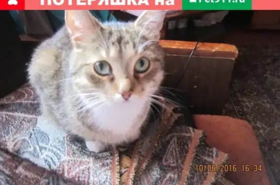 Пропал кот на Промышленной 14 а, Петрозаводск