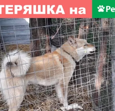 Пропала собака Лайка в Калужской области с двумя ошейниками