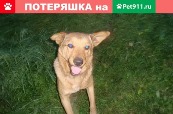 Найдена собака на ул. Энергетиков, Майма