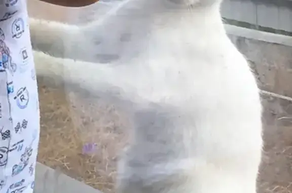 Пропала молодая белая кошка с серыми пятнышками в Киляковке