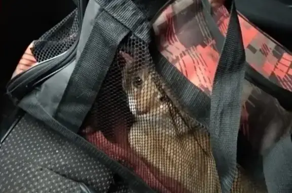 Кошки потеряшки, Москва, фото: Потеряшка рыжий кот в ЖК Румянцево, Московская обл.