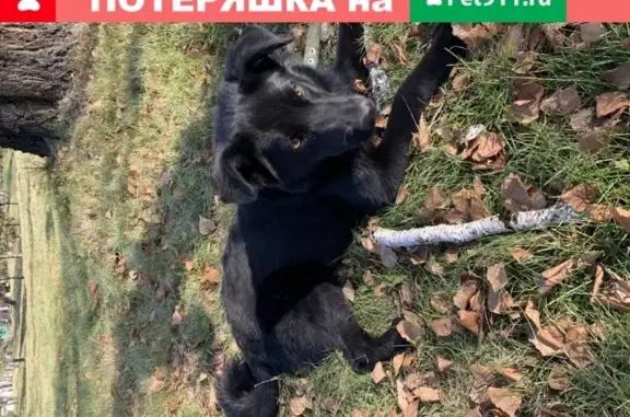 Найден чёрный пёс в Иркутске