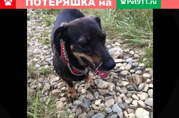 Собаки потеряшки, Старобжегокайское, фото: Потеряшка собака в Перекатном, Республика Адыгея