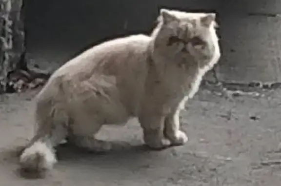 Кошка найдена в Таганроге, Ростовская обл.