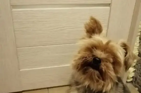 Найдена собака, Оренбург, фото: Найден щенок в с. Южный Урал, Оренбург