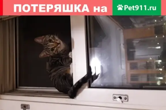 Кошки потеряшки, Санкт-Петербург, фото: Потеряшка кошка Мира в Санкт-Петербурге