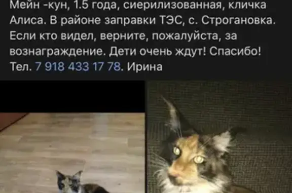 Пропала кошка в с. Строгоновка, Мейн-кун, трехцветная. Сообщите в Симферополь.