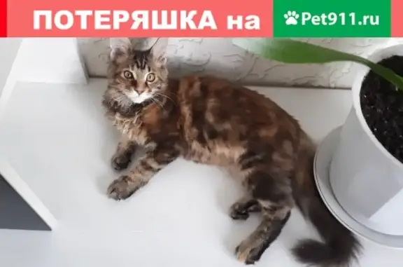 Объявления о пропавших и найденных животных, Ноябрьск, фото: Пропала кошка Ума в районе П-12, Ноябрьск, Ямало-Ненецкий АО