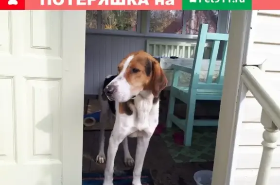 Найдена собака в Бекетово, Московская область