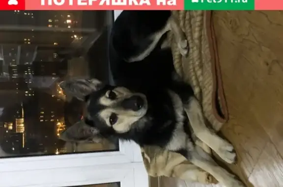 Найдена собака на Варшавской, 23к2, СПб